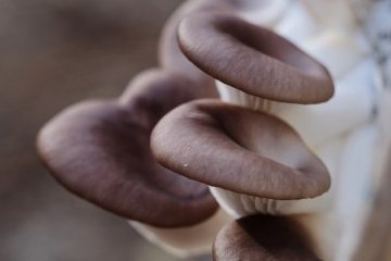 Россия: Лунная ферма: чем в будущем будут питаться космонавты? Россия: Лунная ферма: чем в будущем будут питаться космонавты?